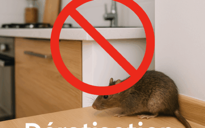 Comment détecter et éliminer une infestation de rats dans votre maison ?